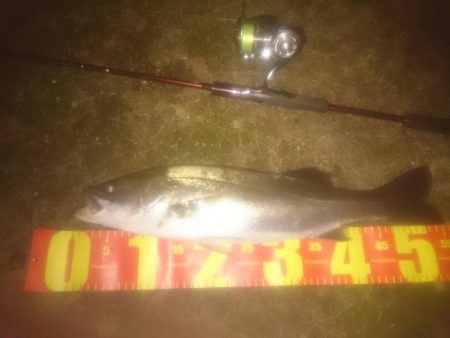 円山川シーバス