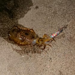 出張先でエギング、アジング