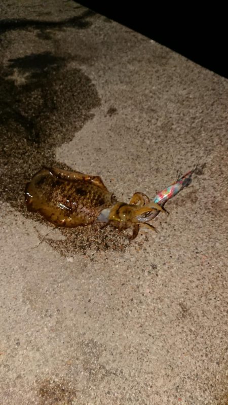 出張先でエギング、アジング