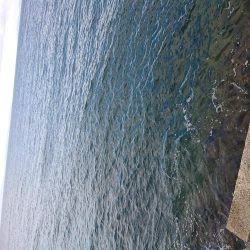 メタルバイブで釣れたもの