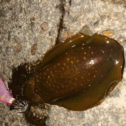 久しぶりの良型!