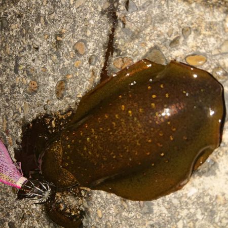 久しぶりの良型!