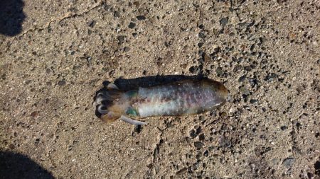 雨が降る前に今週も行って来ました。