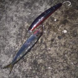 マイワシパターン??