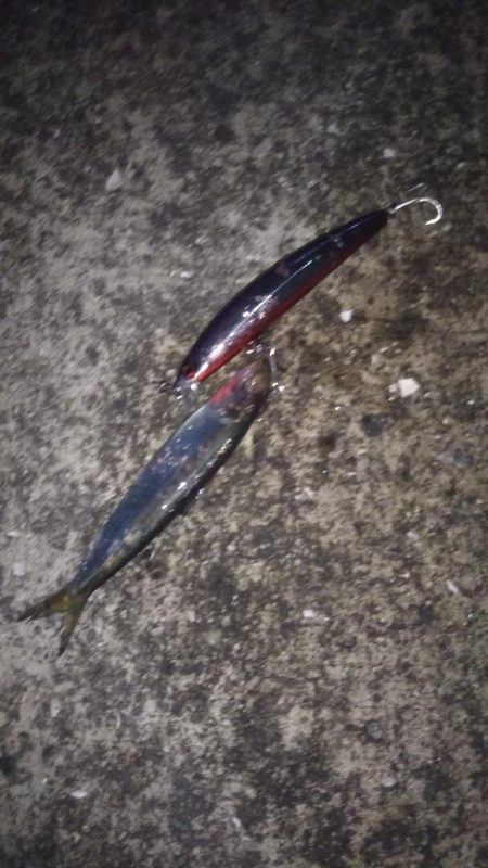 マイワシパターン??