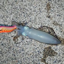 初ホームグランド!