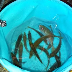 今シーズン初エギング