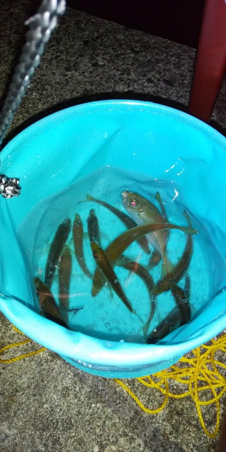 今シーズン初エギング