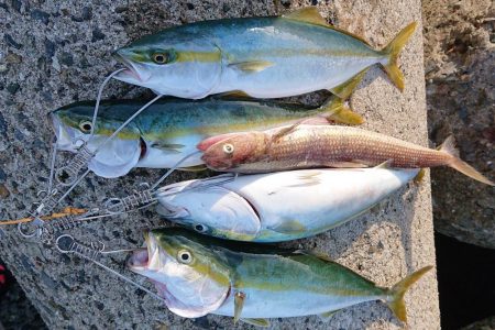 ショアハマチ！