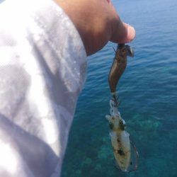 越前地磯の新子