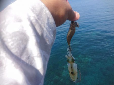 越前地磯の新子