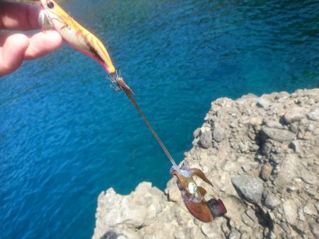 越前地磯の秋イカ