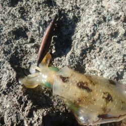 越前地磯の秋イカ