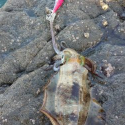 仕事合間の新子調査