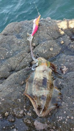 仕事合間の新子調査