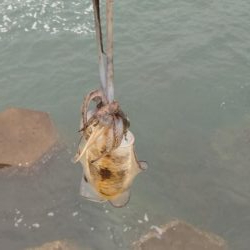 仕事前後にエギング