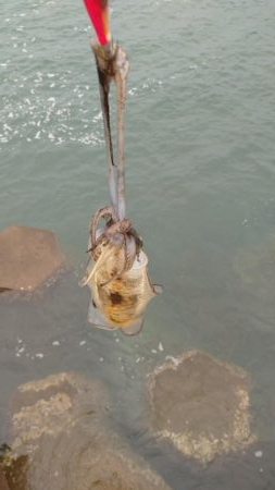 仕事前後にエギング