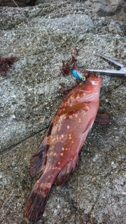 シーバス&ロックフィッシュ