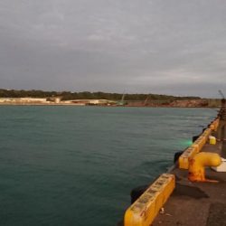 デカかますがやって来た