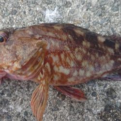 ドラゴンタチウオとガシラ爆釣