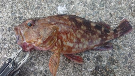 ドラゴンタチウオとガシラ爆釣