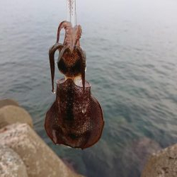 アオリ新子調査2