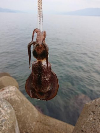 アオリ新子調査2