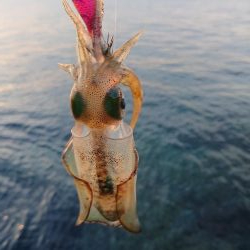 アオリ新子成長調査