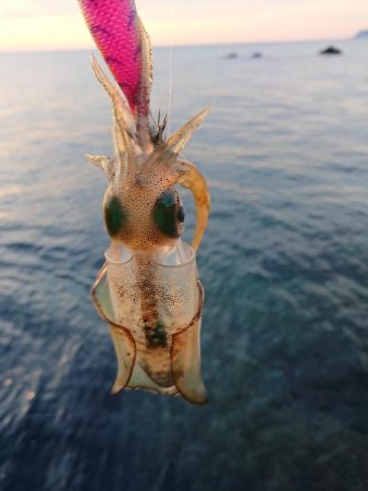 アオリ新子成長調査