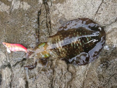 少し大きくなりました