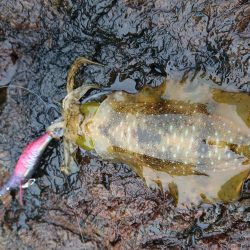 数はそこそこも小さい