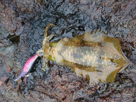 数はそこそこも小さい