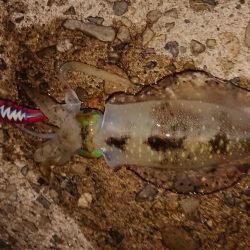 攻め方いろいろ