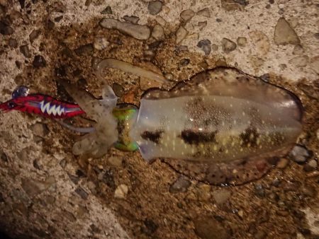 攻め方いろいろ