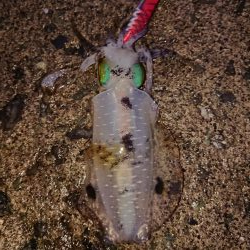 ようやく300ｇUP