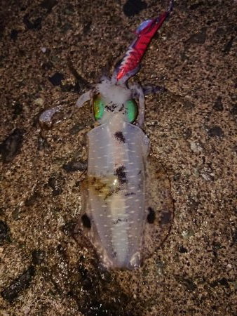 ようやく300ｇUP