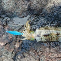 渋いながらもチョイ良型