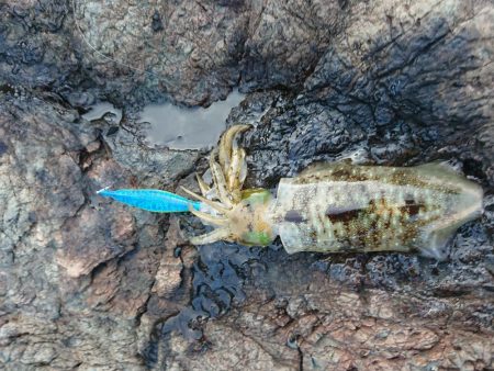 渋いながらもチョイ良型