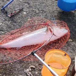 潮の動き今一でもキスが釣れる播磨新島