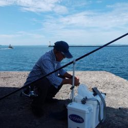 台風通過後2日目にキスが復活した播磨新島