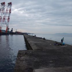 快釣続く播磨新島釣行