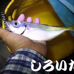 今日のアジ釣りは厳しかった。