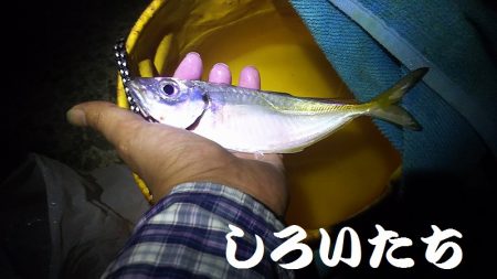 今日のアジ釣りは厳しかった。
