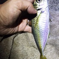 姫路アジをアジングでも釣ってみた