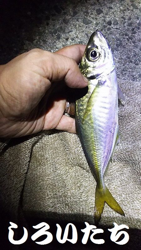 姫路アジをアジングでも釣ってみた