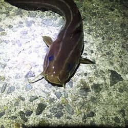 今日も、アジを狙いにいきました。