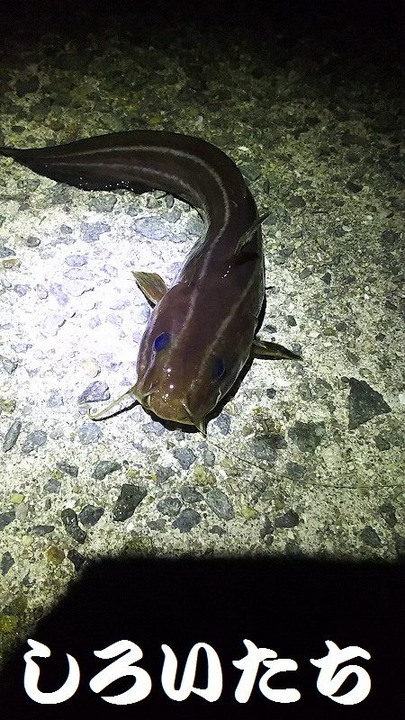 今日も、アジを狙いにいきました。