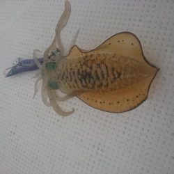 ボートエギング1