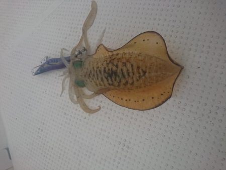 ボートエギング１