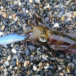 アオリイカ6杯 コウイカバラシ